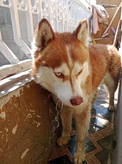 Siberian husky for sale