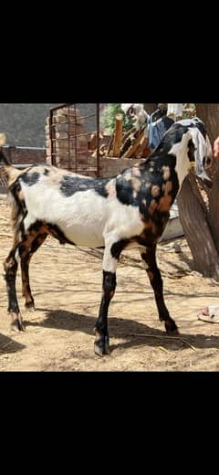 Qurbani