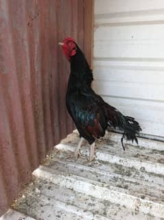 Aseel for sale