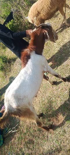 Bakra