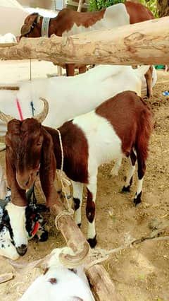Bakra