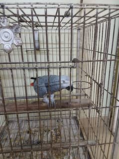 grey parrot