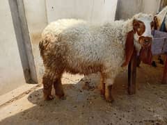qurbani ky liyay