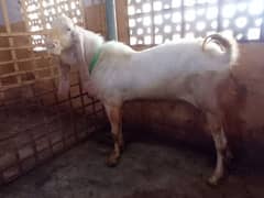Gulabi breeder andu bakra(goat)