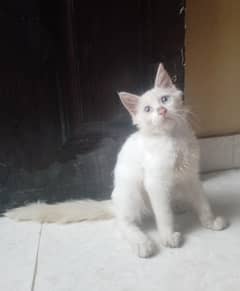 Persian