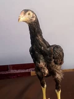 shamo