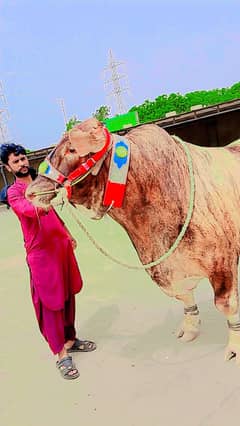BULL(TIGER)