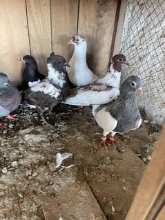 for sale location khanpur zala rahimyarkham demand 7000