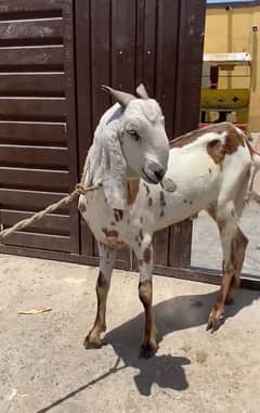 for Qurbani