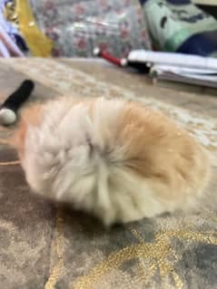 Hamster