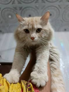 Persian Male