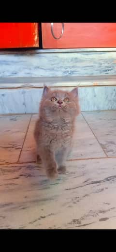 Beautiful Kitten