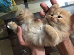 Persian kittens For sale