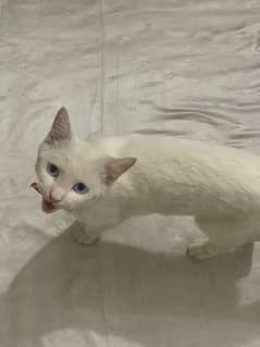 white Persian cat