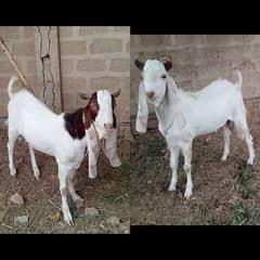 GULABI/WHITE