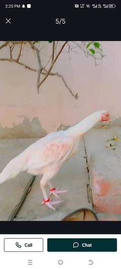 Aseel Heera Hen