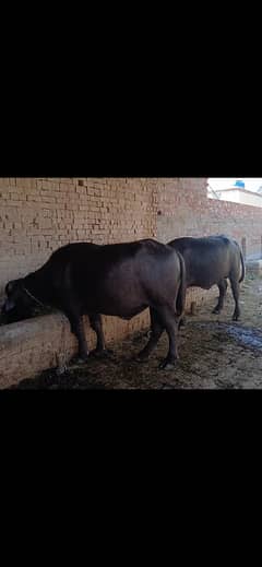 Beautiful buffalo