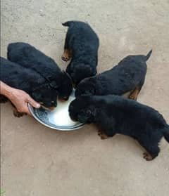 Rottweiler