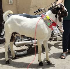 WhatsApp number 03204185277 donda Bakra mashahallah healthy and active