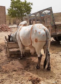 bull/wacha/بیل