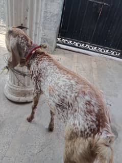 bakra