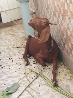 bakri sale qurbani Eid 2025