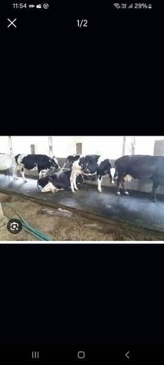 cow rubber mats