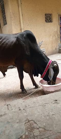 sahiwali cow in cheap price