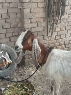 nasli