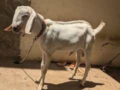 bakra