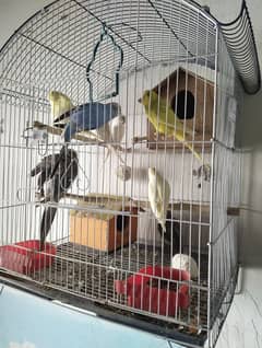 Australian parrot six and two Cocktail grey with pinjra 031539/15/908