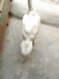 indian