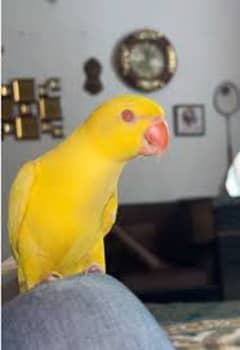 Yellow Ringneck Chick (Hand Tamed) for 25,500/-