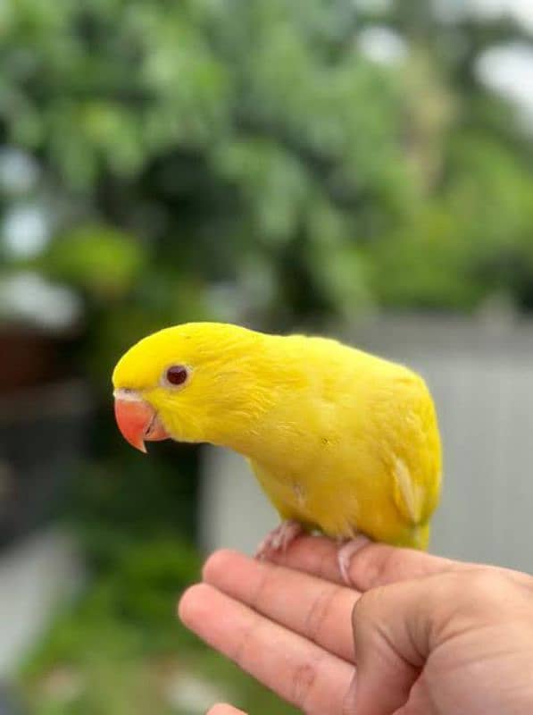 Yellow Ringneck Chick (Hand Tamed) for 25,500/- 1