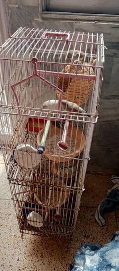 Finches birds male female mix age 2 month all birds healthy