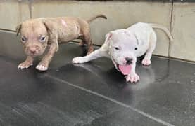 Pitbull puppies available