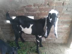 Desi bakra