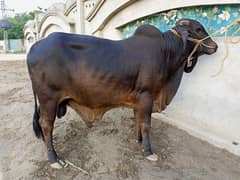 Qurbani ka bachra bull Wacha cattle for sale