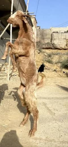 2 Dant wala Bakra hay