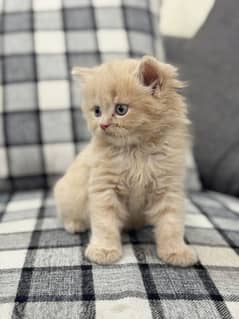 kitten for sale