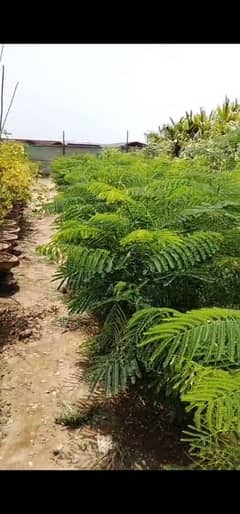 gulmohar plants for sale