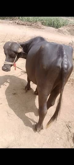 2dant ktta foar sales 03161651700