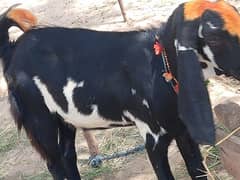 Lamby Kaano Wala Barbari Baqra (Male Goat)