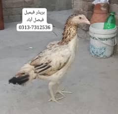 ASEEL BREADER FEMALE