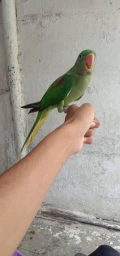 Raw parrot