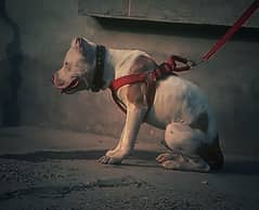 Pitbull