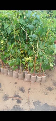shatoot tree for sale