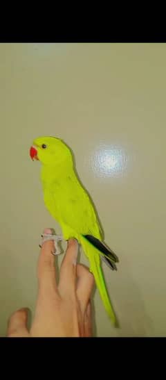 Talking parrot بولنے والا طوطا
