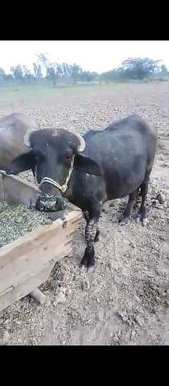 Qarbani buffalo