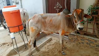 QURBANI